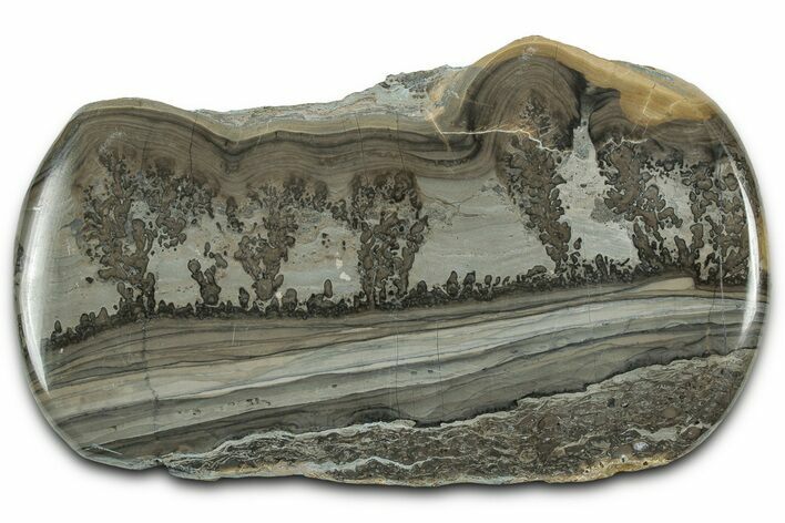 Triassic Aged Stromatolite Fossil - England #327008